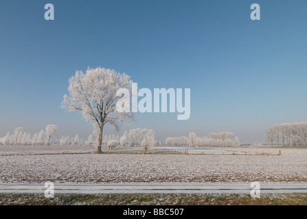 Snow-covered tree in winter landscape Banque D'Images