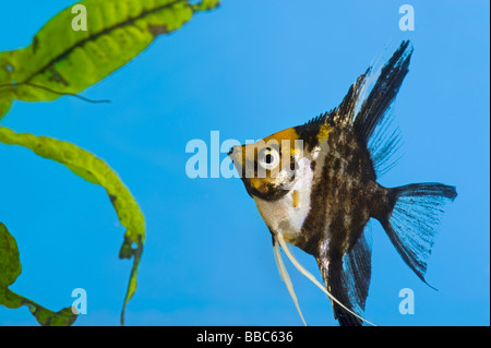 Portrait d'un petit trois couleurs poissons anges scalare Pterophyllum scalare fond bleu orange black white silver fish brig Banque D'Images