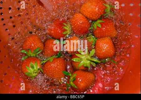 Fraise fraises laver écran riddle tamis tamis nettoyer nettoyage jet d'arrosage de l'eau de cuisson cook cuisine rouge préparer