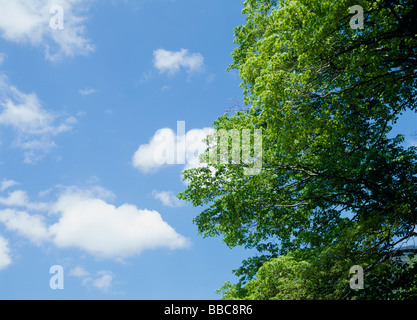 Arbre et Ciel Bleu Banque D'Images