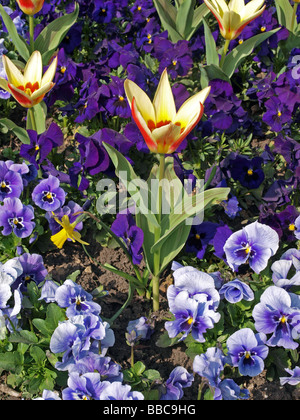 Close up de tulipes et pensées au début du printemps Banque D'Images