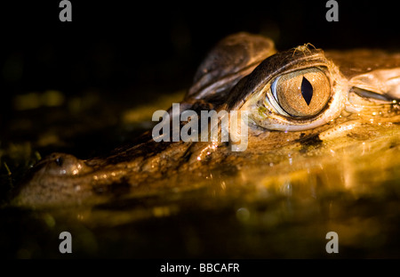 Close-up de Caiman dans la nuit - le Parc National Yasuní, province de Napo, Equateur Banque D'Images