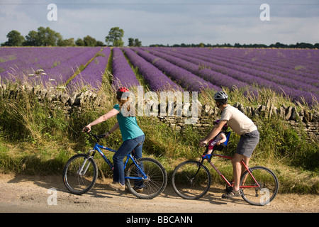 Une famille à vélo près de champs de lavande dans les Cotswolds, Gloucestershire, Royaume-Uni Banque D'Images