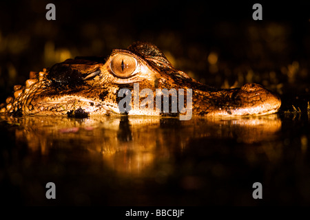 Close-up de Caiman dans la nuit - le Parc National Yasuní, province de Napo, Equateur Banque D'Images