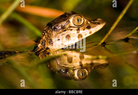 Caiman bébé dans la nuit - le Parc National Yasuní, province de Napo, Equateur Banque D'Images