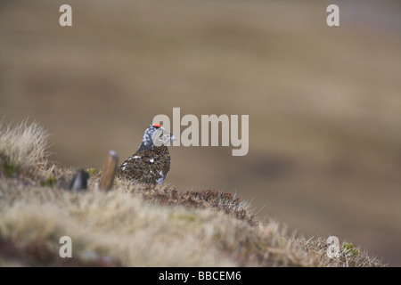 (Rock) Ptarmigan Lagopus mutus homme et femme debout ensemble dans heather à Glenshee, Scotland en avril. Banque D'Images
