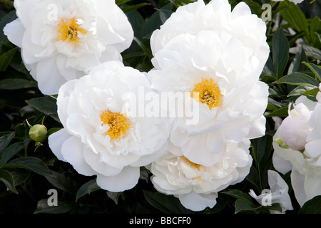 La pivoine Paeonia Mlle Amérique vivaces Banque D'Images