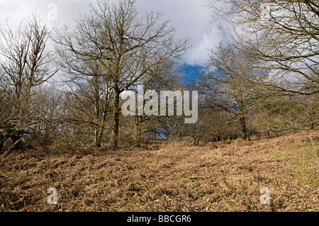 Arbres de l'Adams Clent Hills Hill dans le Worcestershire Banque D'Images