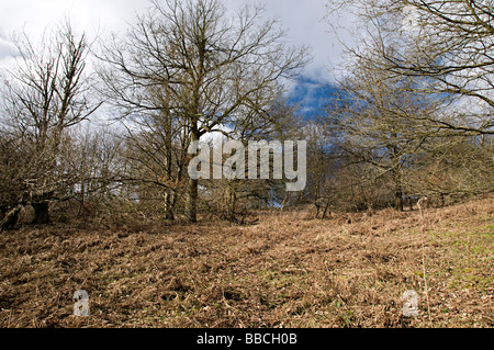 Arbres de l'Adams Clent Hills Hill dans le Worcestershire Banque D'Images