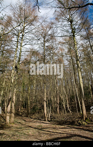 Arbres de l'Adams Clent Hills Hill dans le Worcestershire Banque D'Images