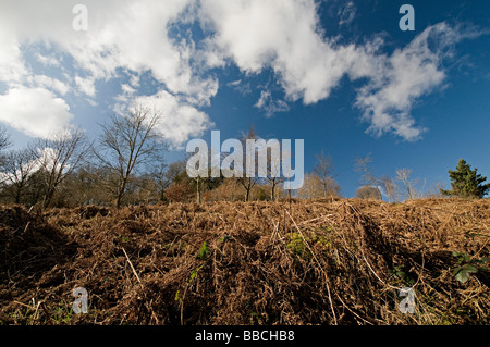 Arbres de l'Adams Clent Hills Hill dans le Worcestershire Banque D'Images