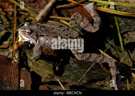 Rana temporaria Grenouille herbe Banque D'Images