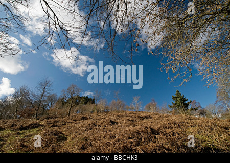 Arbres de l'Adams Clent Hills Hill dans le Worcestershire Banque D'Images