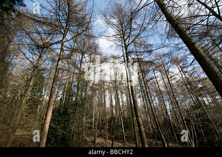 Arbres de l'Adams Clent Hills Hill dans le Worcestershire Banque D'Images