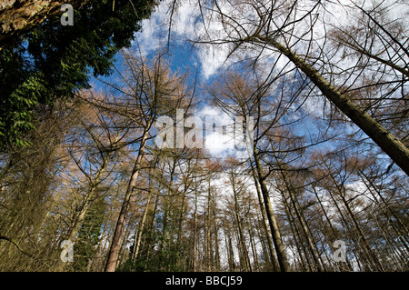 Arbres de l'Adams Clent Hills Hill dans le Worcestershire Banque D'Images