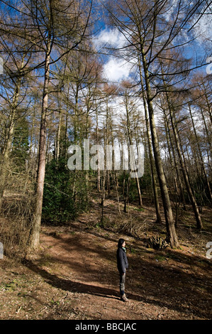 Arbres de l'Adams Clent Hills Hill dans le Worcestershire Banque D'Images