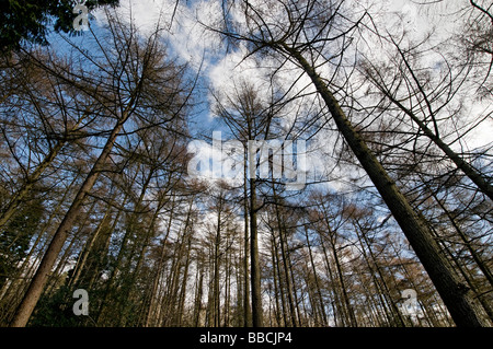 Arbres de l'Adams Clent Hills Hill dans le Worcestershire Banque D'Images