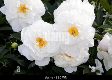 La pivoine Paeonia Mlle Amérique vivaces Banque D'Images