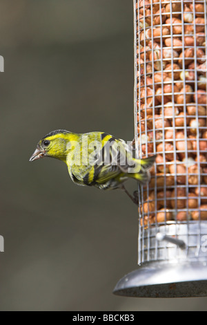 Siskin Carduelis spinus eurasienne mâle sur l'alimentation du convoyeur d'arachides à l'Ecosse, Cairngorm en avril. Banque D'Images