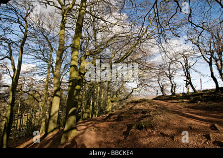 Arbres de l'Adams Clent Hills Hill dans le Worcestershire Banque D'Images