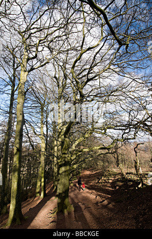 Arbres de l'Adams Clent Hills Hill dans le Worcestershire Banque D'Images