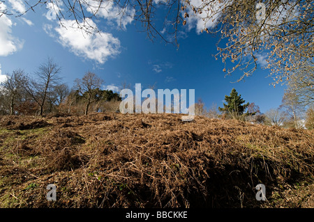 Arbres de l'Adams Clent Hills Hill dans le Worcestershire Banque D'Images