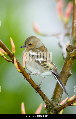 Chaffinch, Fringilla coelebs, une femme parmi les bourgeons d'érable japonais par temps de pluie dans un jardin au printemps, en Écosse. Banque D'Images