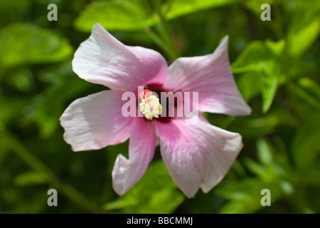 Fleur d'Hibiscus rose Close-up - Rarotonga, îles Cook, Polynésie Française Banque D'Images