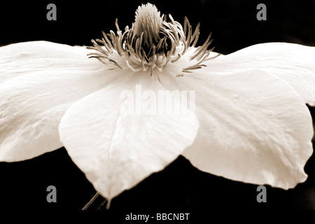 Sépia close up portrait of floral clematis flower head Mlle Bateman Banque D'Images