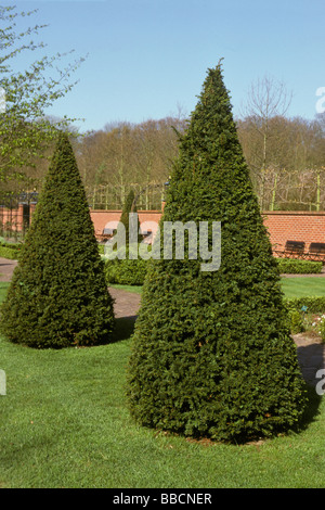 Common Box, le buis (Buxus sempervirens), taillés en forme de cône Banque D'Images