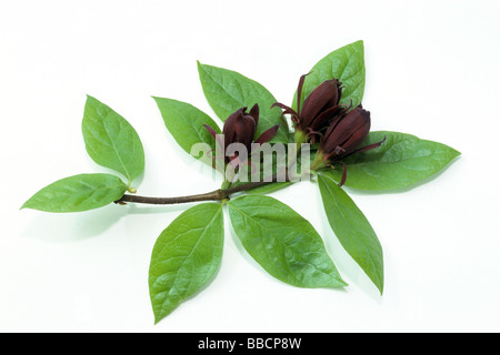 Alder buckthorn (Liriodendron tulipifera), la floraison des rameaux, studio photo Banque D'Images