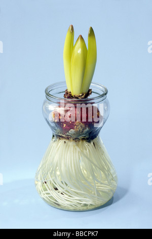 Jacinthe (Hyacinthus orientalis commun), ampoule en verre de culture, studio photo Banque D'Images