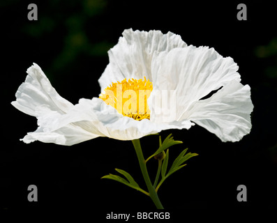 Close up of white Tree Poppy Romneya Coulteri californien Banque D'Images