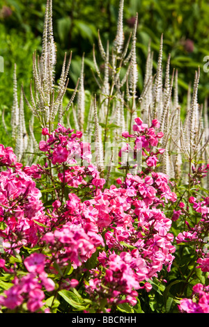 Partie d'une plante herbacée vivaces avec phlox rose foncé à l'avant-plan et de hauteur de pointes blanches,Veronica speedwell derrière Banque D'Images