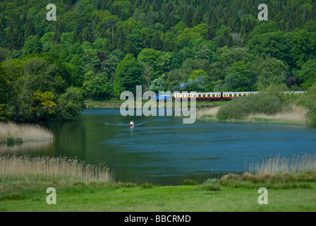 Train qui passait la rivière Leven au bord du lac & Haverthwaite que fer, Parc National de Lake District, Cumbria, Angleterre, Royaume-Uni Banque D'Images