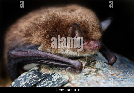Daubenton's macro bat Banque D'Images