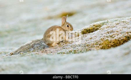 Jeune Lapin de garenne, Oryctolagus cuniculus, en dehors de son terrier sur un matin glacial dans une zone de montagne, les Highlands écossais. Banque D'Images