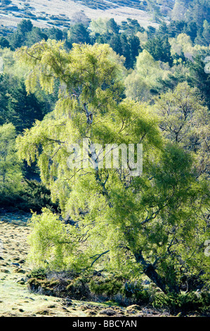 Bouleau blanc, Betula pendula, forêts, Glen Gairn dans les Cairngorms au printemps. Banque D'Images