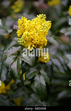 Raisin d'Oregon, Mahonia aquifolium, Berberidaceae Banque D'Images