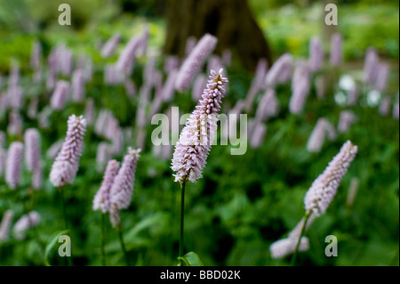 Beth Chatto Gardens Polygonum persicaria Bistor Purple Banque D'Images