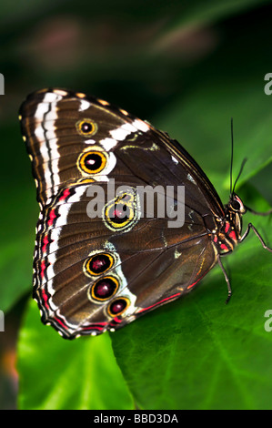 Beautiful blue morpho butterfly sitting on a plant Banque D'Images