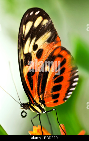 Grand papillon tigre assis sur une fleur Banque D'Images