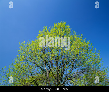 Grand arbre et Ciel Bleu Banque D'Images