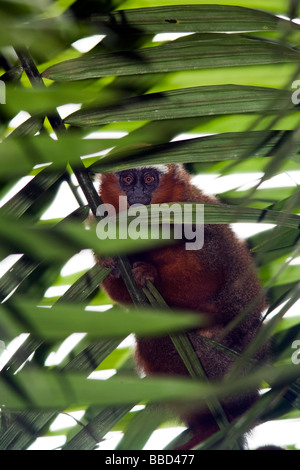 Singe Titi sombre - Napo Wildlife Center - Parc national Yasuni, province de Napo, Equateur Banque D'Images