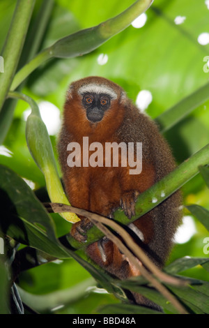 Singe Titi sombre - Napo Wildlife Center - Parc national Yasuni, province de Napo, Equateur Banque D'Images