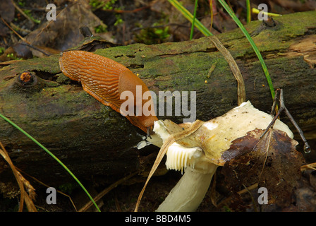 Wegschnecke limace 01 Spanische Espagnol Banque D'Images