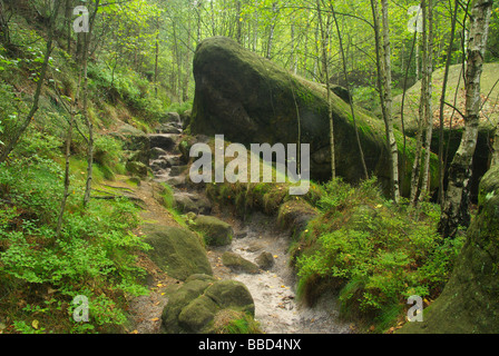 Forêt Wald 42 Banque D'Images