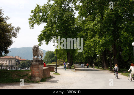 Une section de l'épais mur médiéval massivement qui entoure l'un des .LUCCA plus belles villes de Toscane, Banque D'Images