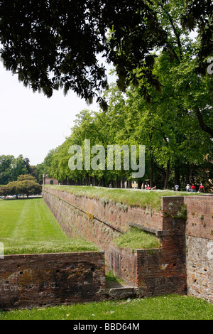 Une section de l'épais mur médiéval massivement qui entoure l'un des .LUCCA plus belles villes de Toscane, Banque D'Images