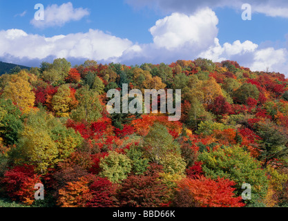 Forêt avec les feuilles d'automne Banque D'Images